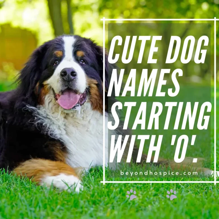 500 Cute Dog Names That Start with letter O