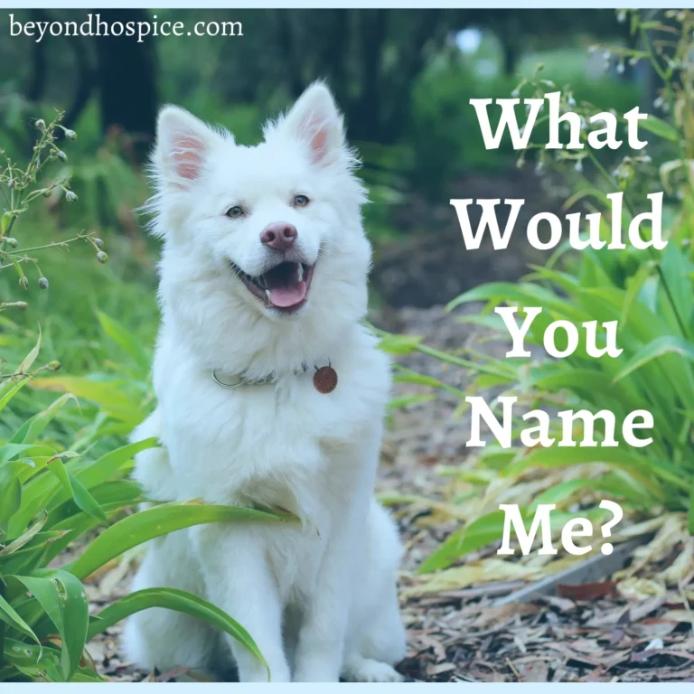 500 Unique Dog Names – Highly Recommended