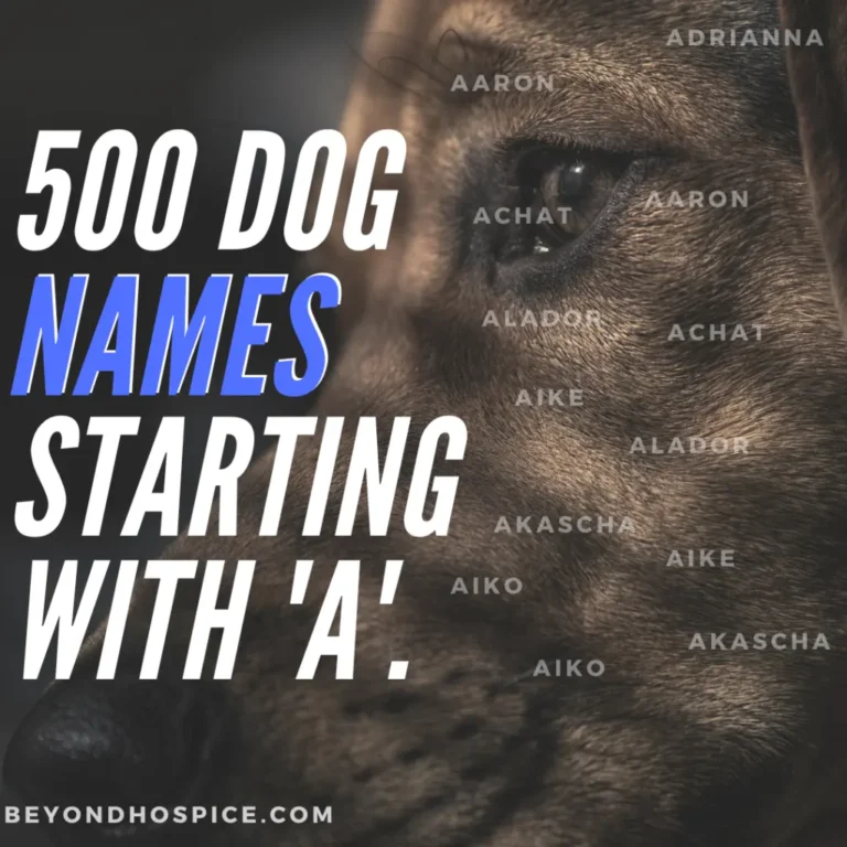 500 Unique Dog Names That Start with letter A
