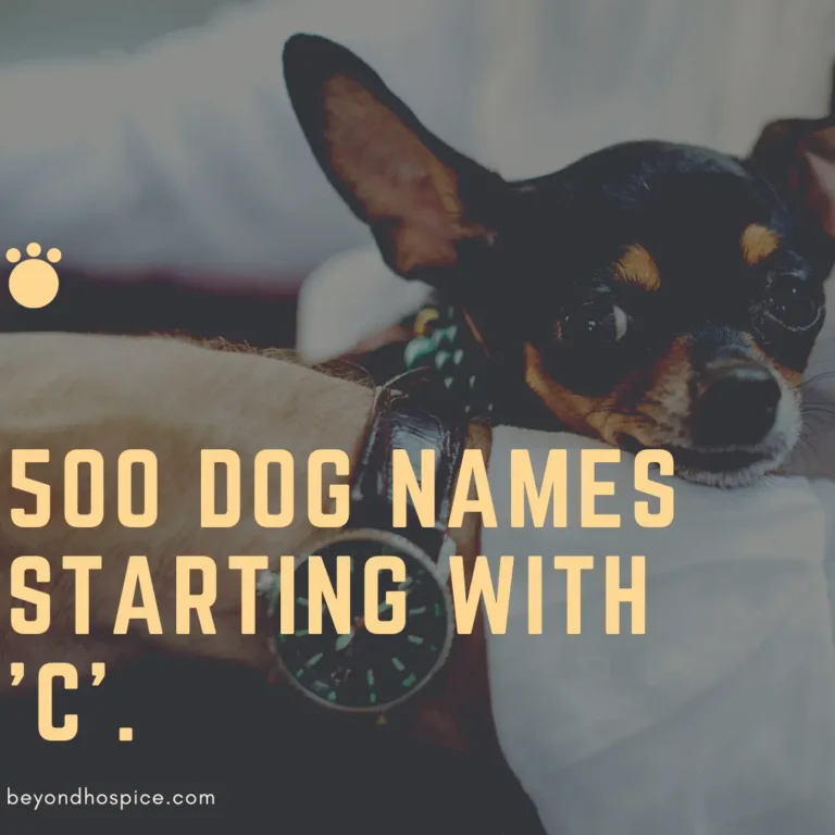 500 Unique Dog Names That Start with letter C