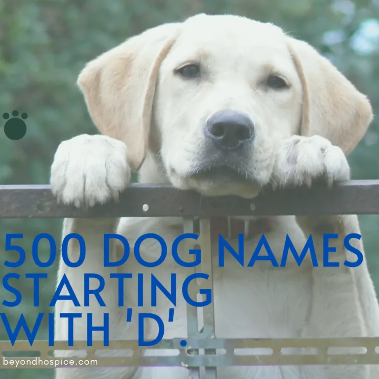 500 Unique Dog Names That Starts with letter D