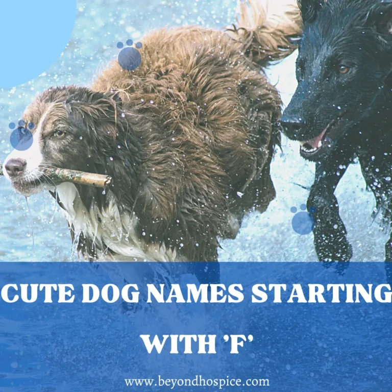 500 Cute Dog Names That Start with letter F