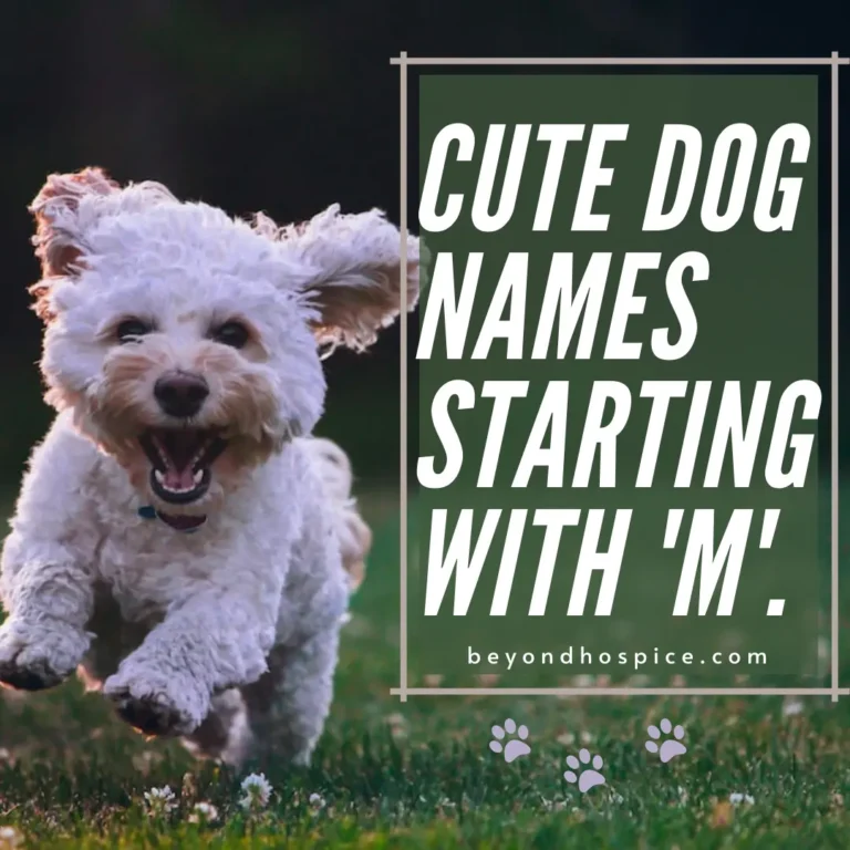 500 Cute Dog Names That Start with letter M