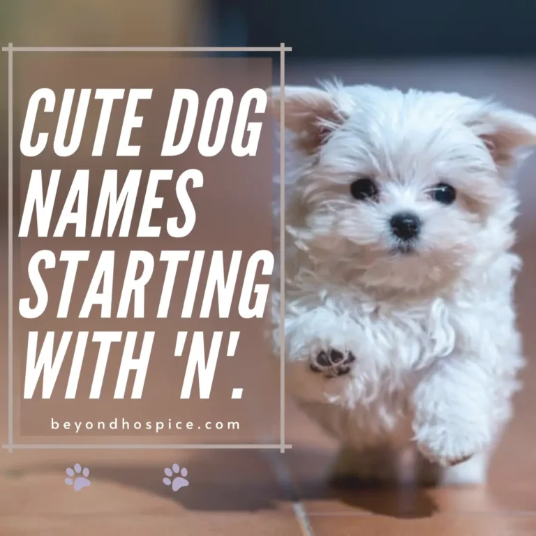 Cute Dog Names That Start with letter N