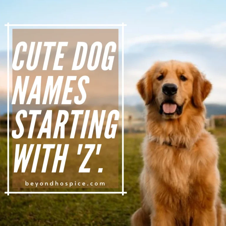 500 Cute Dog Names That Start with letter Z