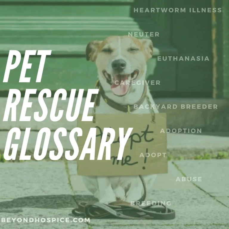 Pet Rescue Glossary – Everything term You Need To Know About Pet Adoption