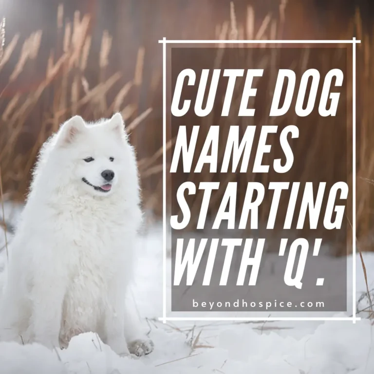 500 Cute Dog Names That Start with letter Q