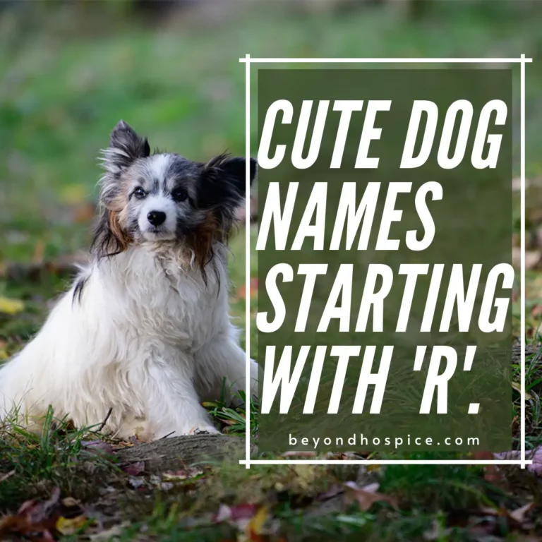 500 Cute Dog Names That Start with letter R