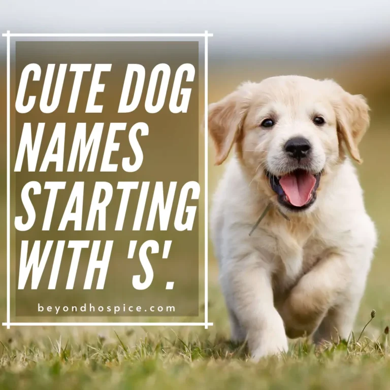 500 Cute Dog Names That Start with letter S