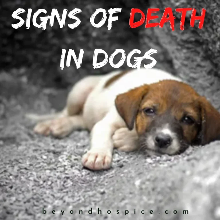 Signs of Death in Dogs & What to do to Help a Dying Dog