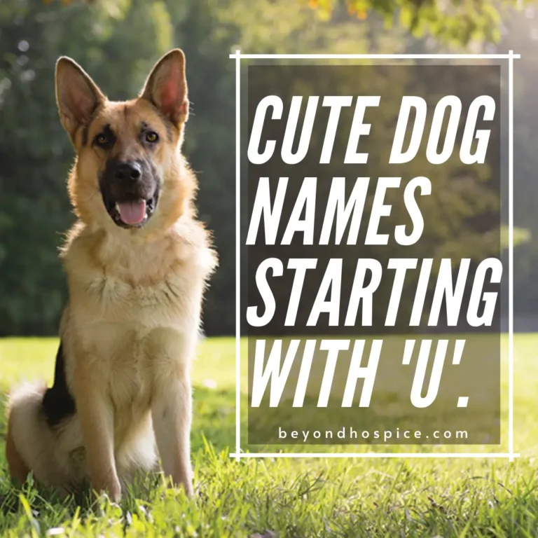 400+ Cute Dog Names That Start with letter U