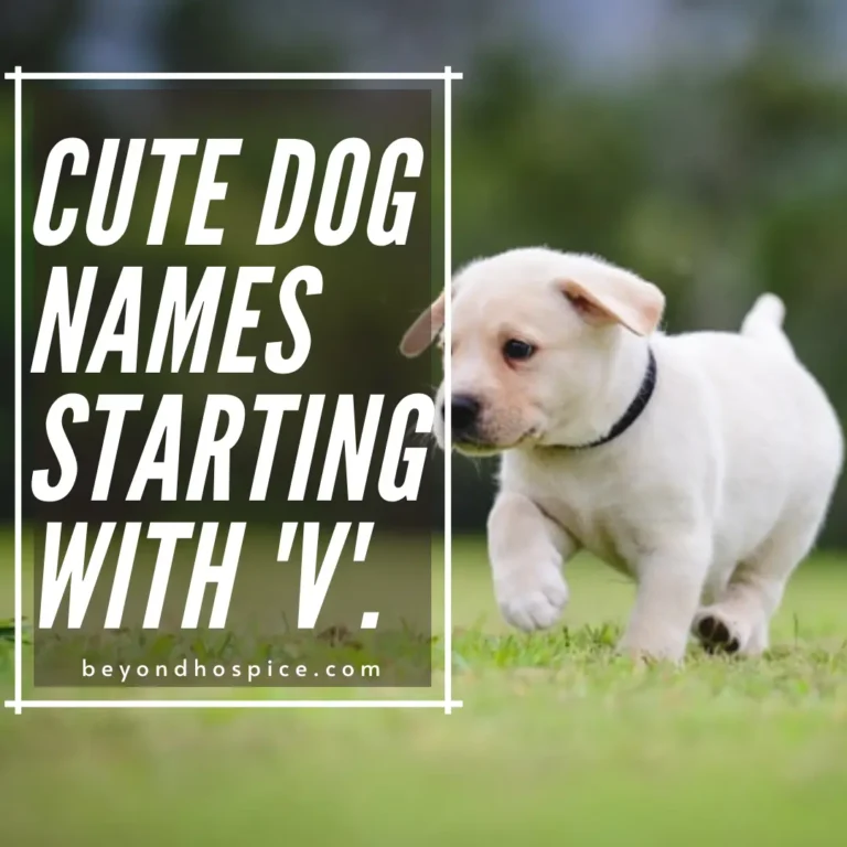 500 Cute Dog Names That Start with letter V