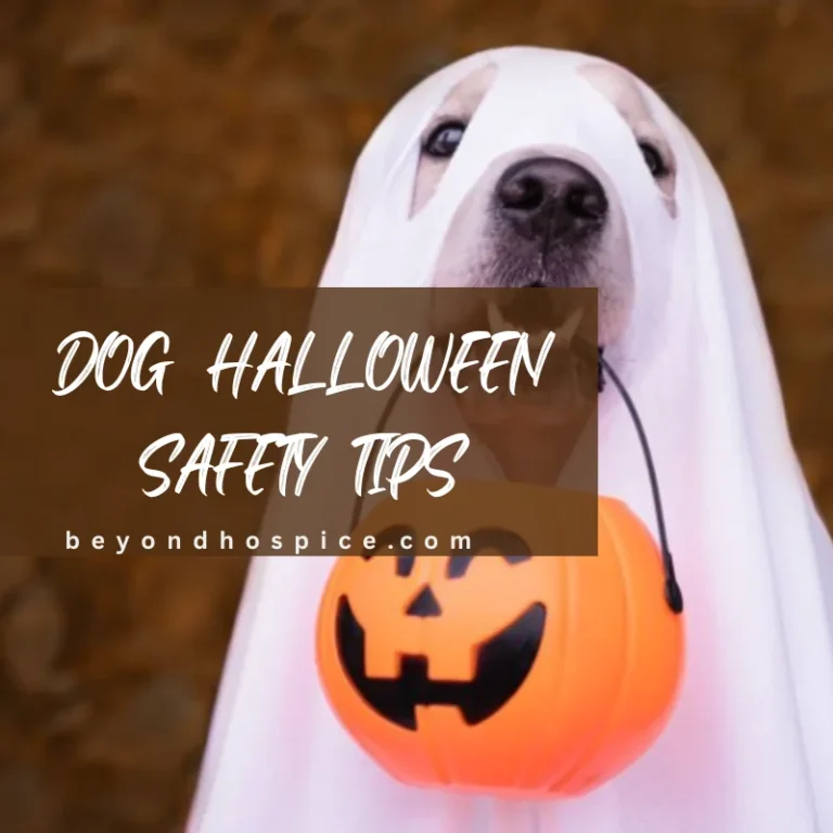 Dog Halloween Safety Tips For Every Dog Parent
