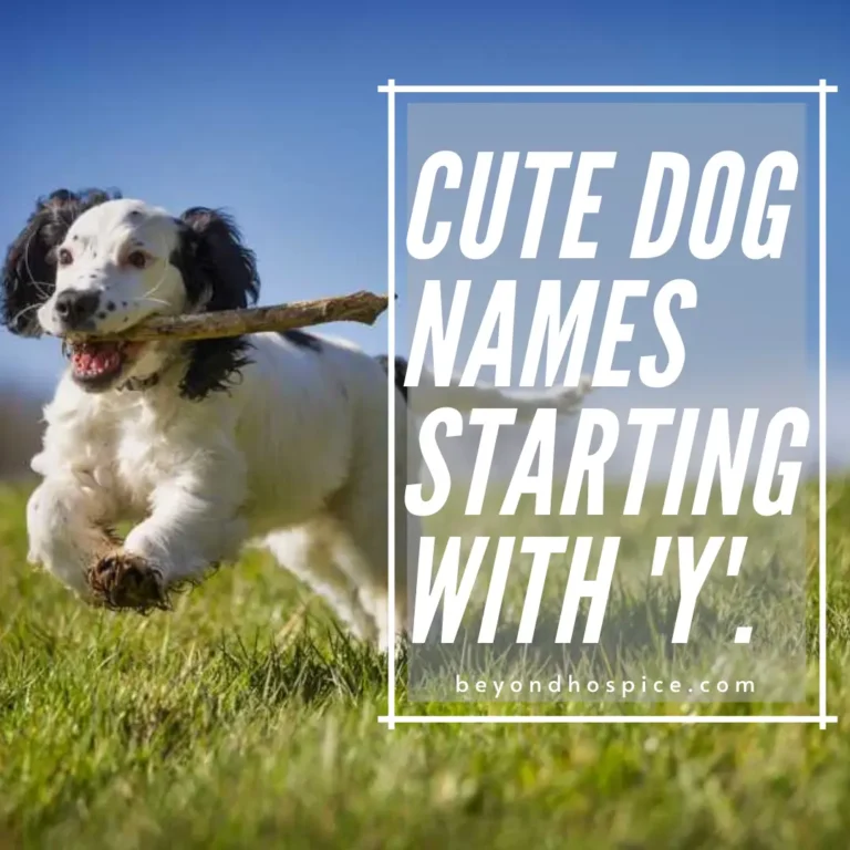 500 Cute Dog Names That Start with letter Y