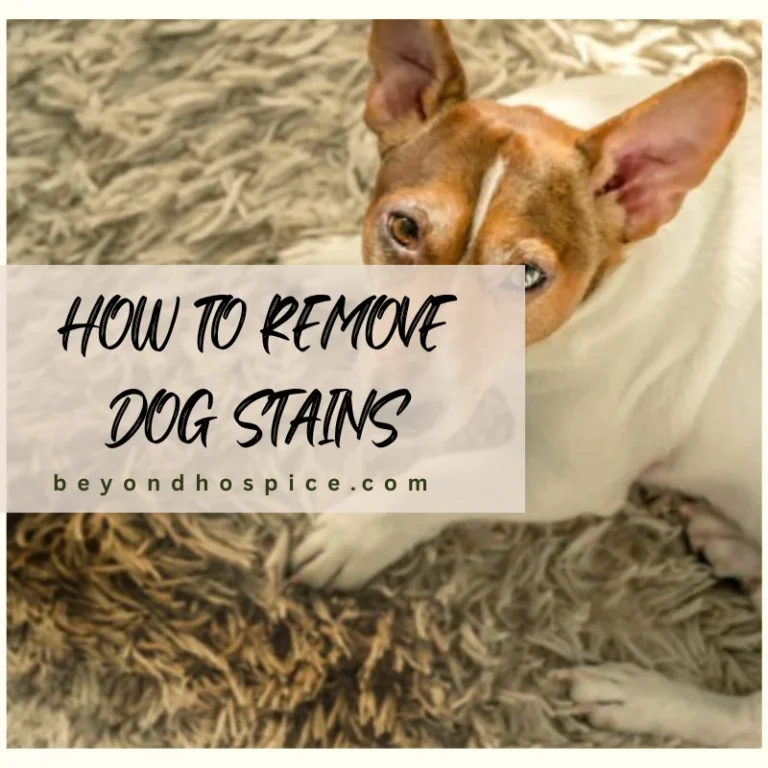 Dog Stain Removal | Top 10 Tips on How to Remove Dog Stains